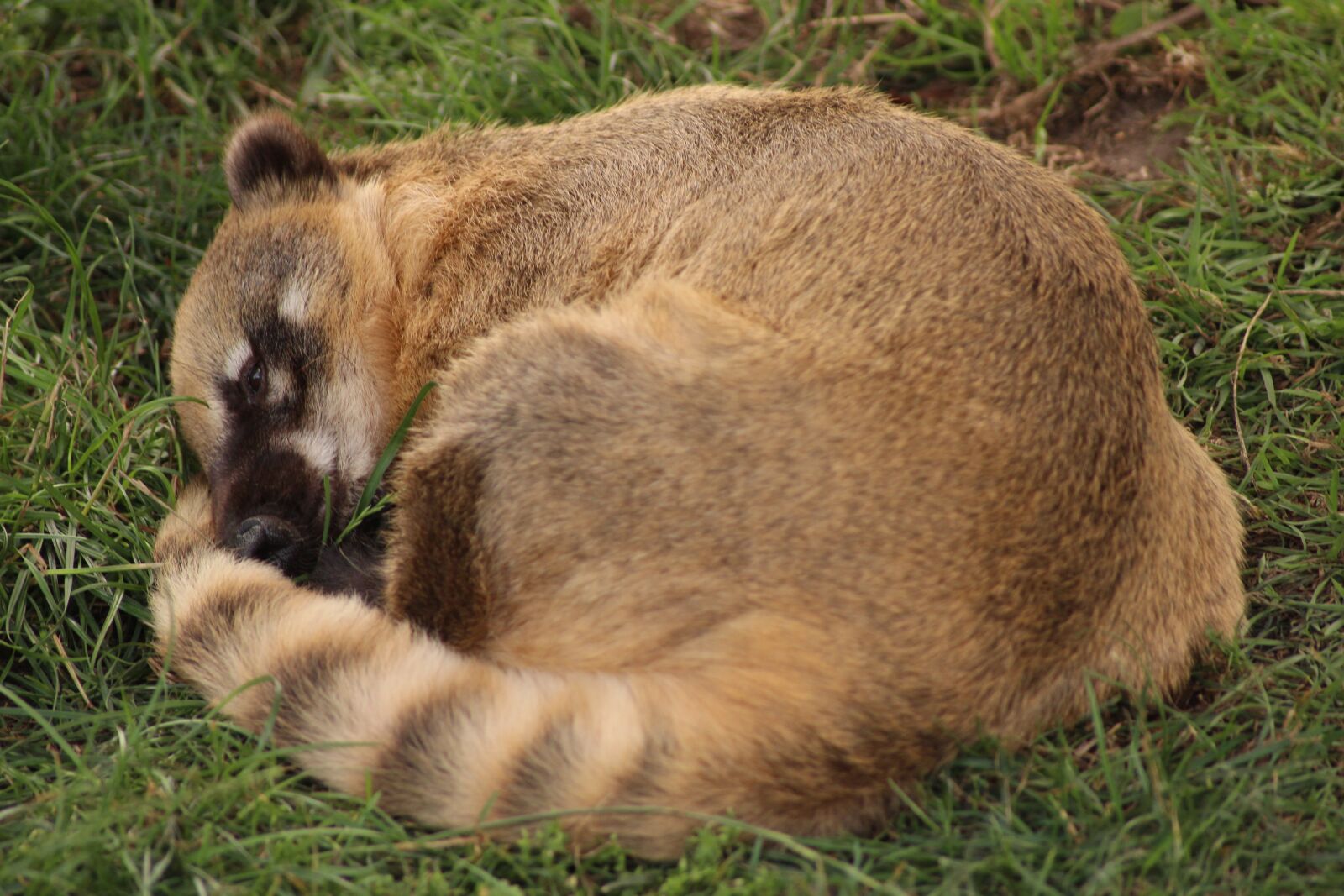 Canon EOS 600D (Rebel EOS T3i / EOS Kiss X5) sample photo. Raccoon, tired, animal photography