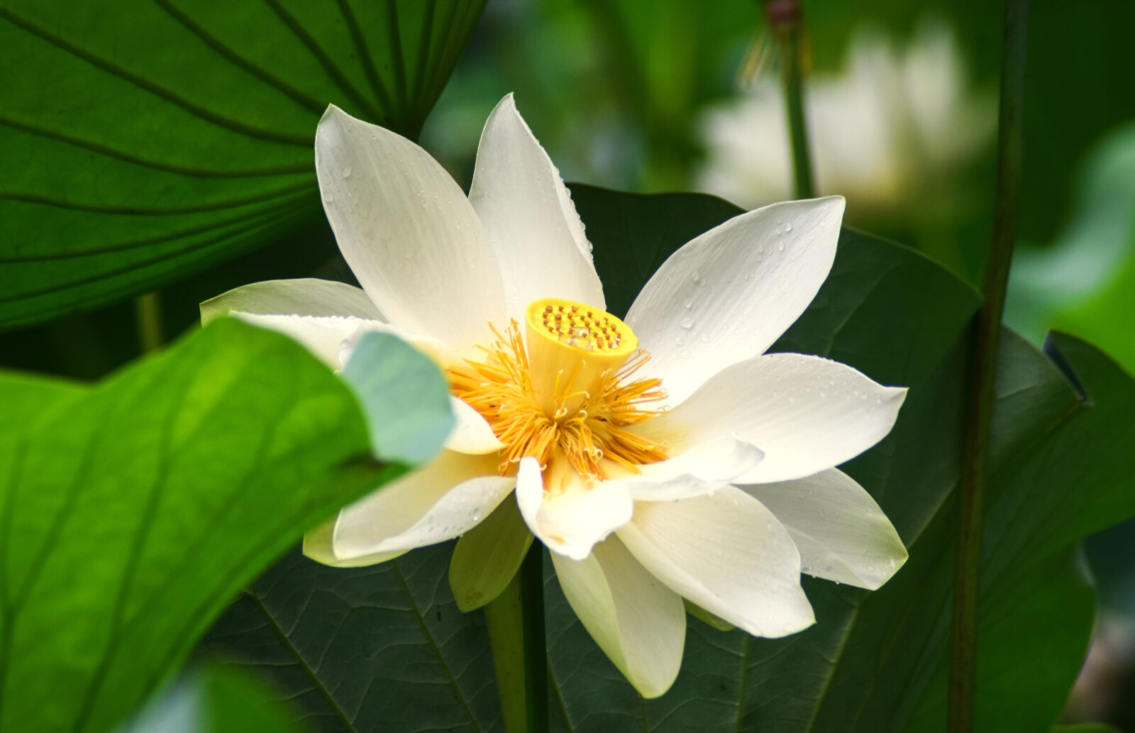 Nikon D5300 sample photo