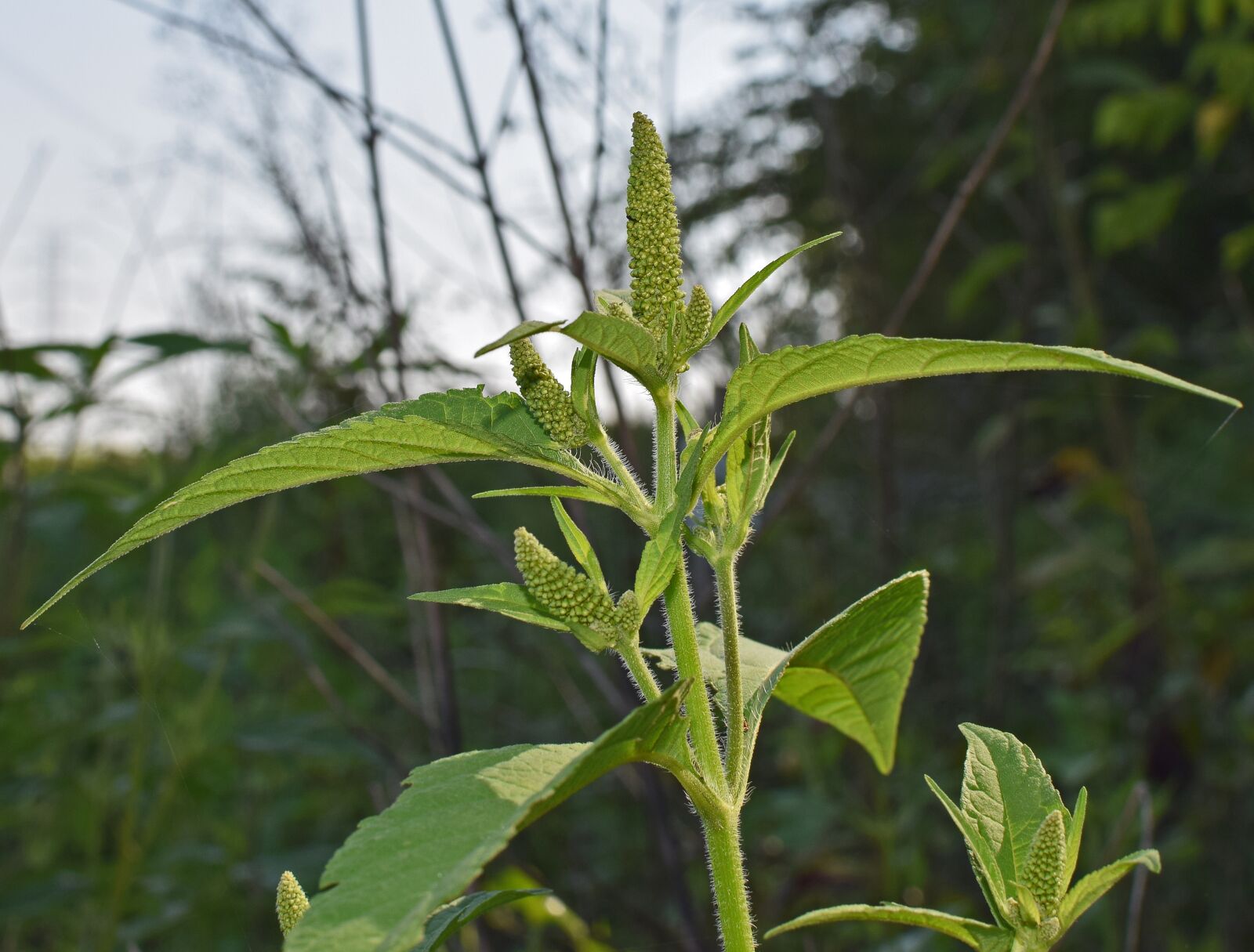 Nikon D3300 sample photo. Amaranth, seed, food photography