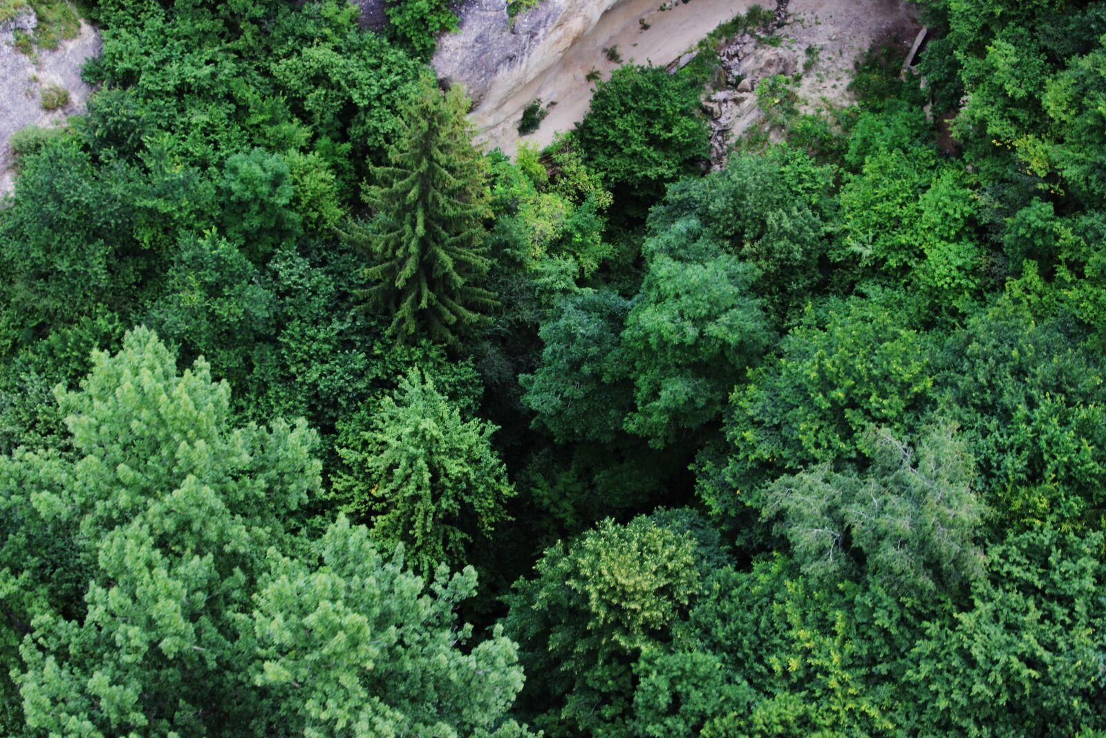 Canon EOS 600D (Rebel EOS T3i / EOS Kiss X5) sample photo. Green, tree, forest photography
