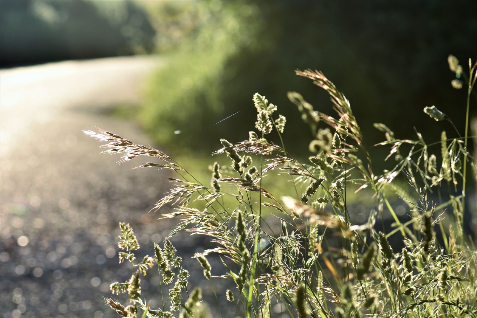 Nikon D5500 sample photo. Meadow, away, edge of photography