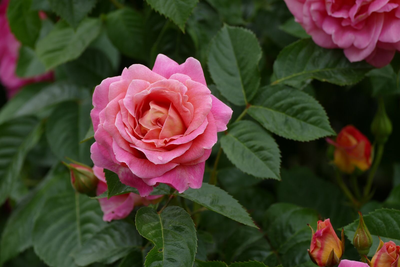 Panasonic Lumix DMC-FZ1000 sample photo. Rose, pink, rozenpracht photography