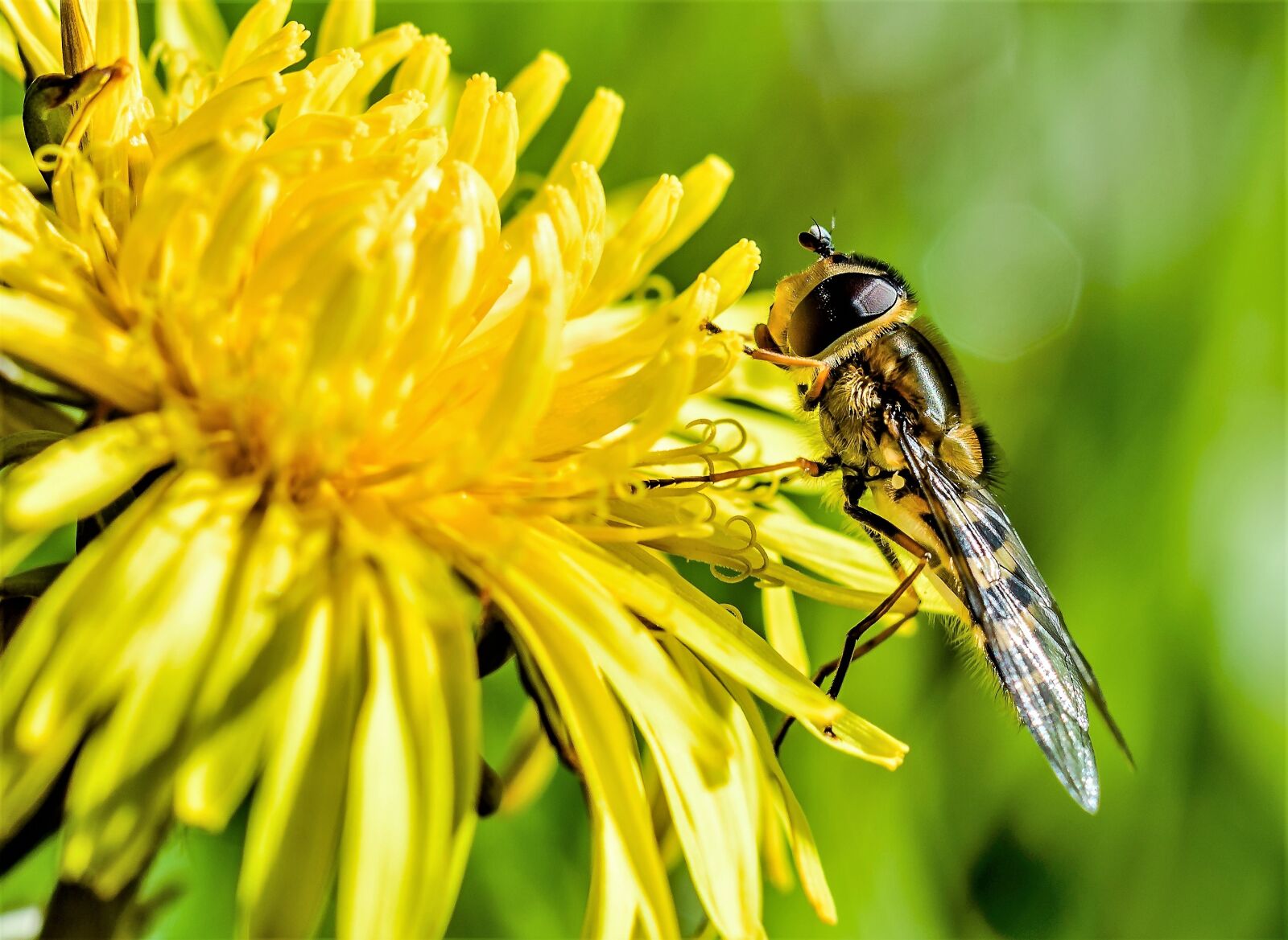 Nikon D3200 + Tamron SP AF 60mm F2 Di II LD IF Macro sample photo. Wasp, bee, pollen photography