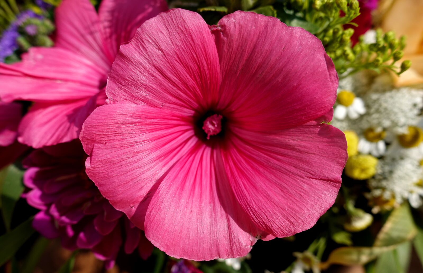 Sony DSC-RX100M5 sample photo. Flower, pink, summer photography