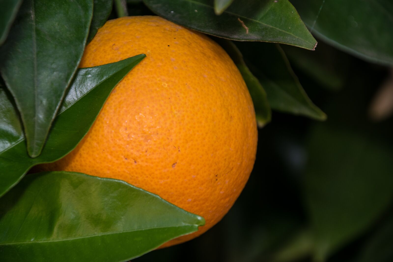 Nikon D5300 sample photo. Fruit, leaf, food photography