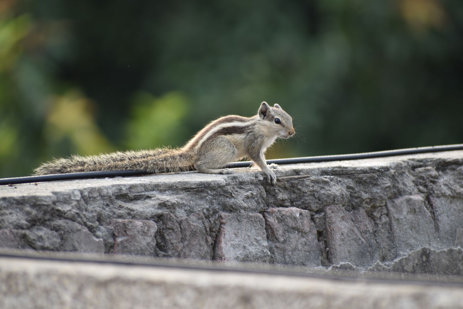 Nikon D5600 sample photo. Squirrel, rodent, creature photography