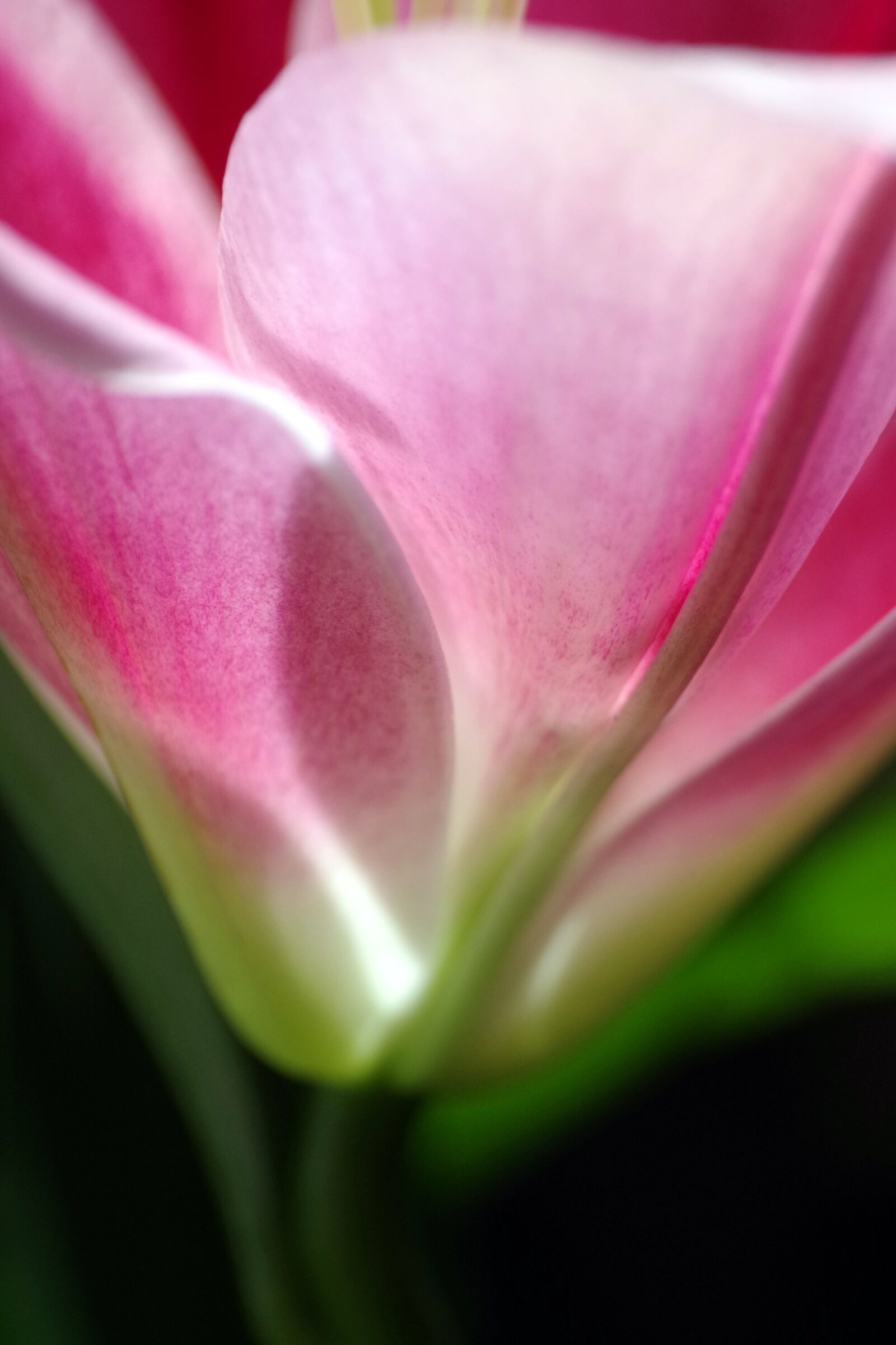 Pentax K-30 sample photo. Blossom, bloom, lily photography