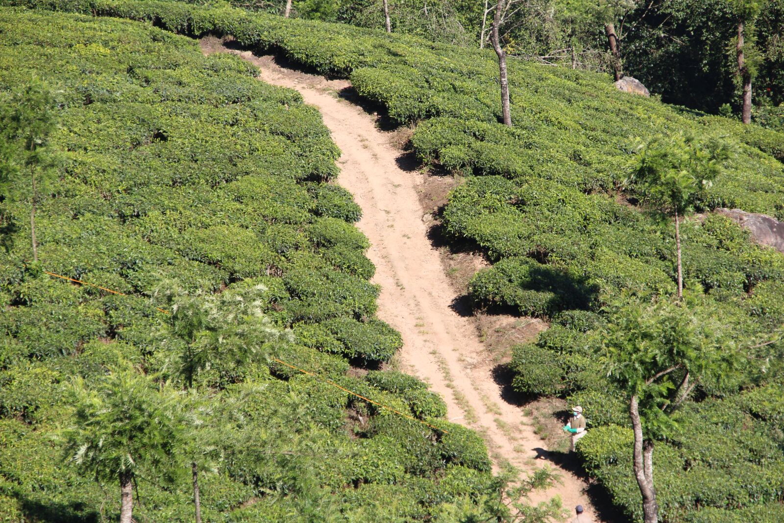 Canon EOS 600D (Rebel EOS T3i / EOS Kiss X5) sample photo. Tee, plantation, tea plantation photography