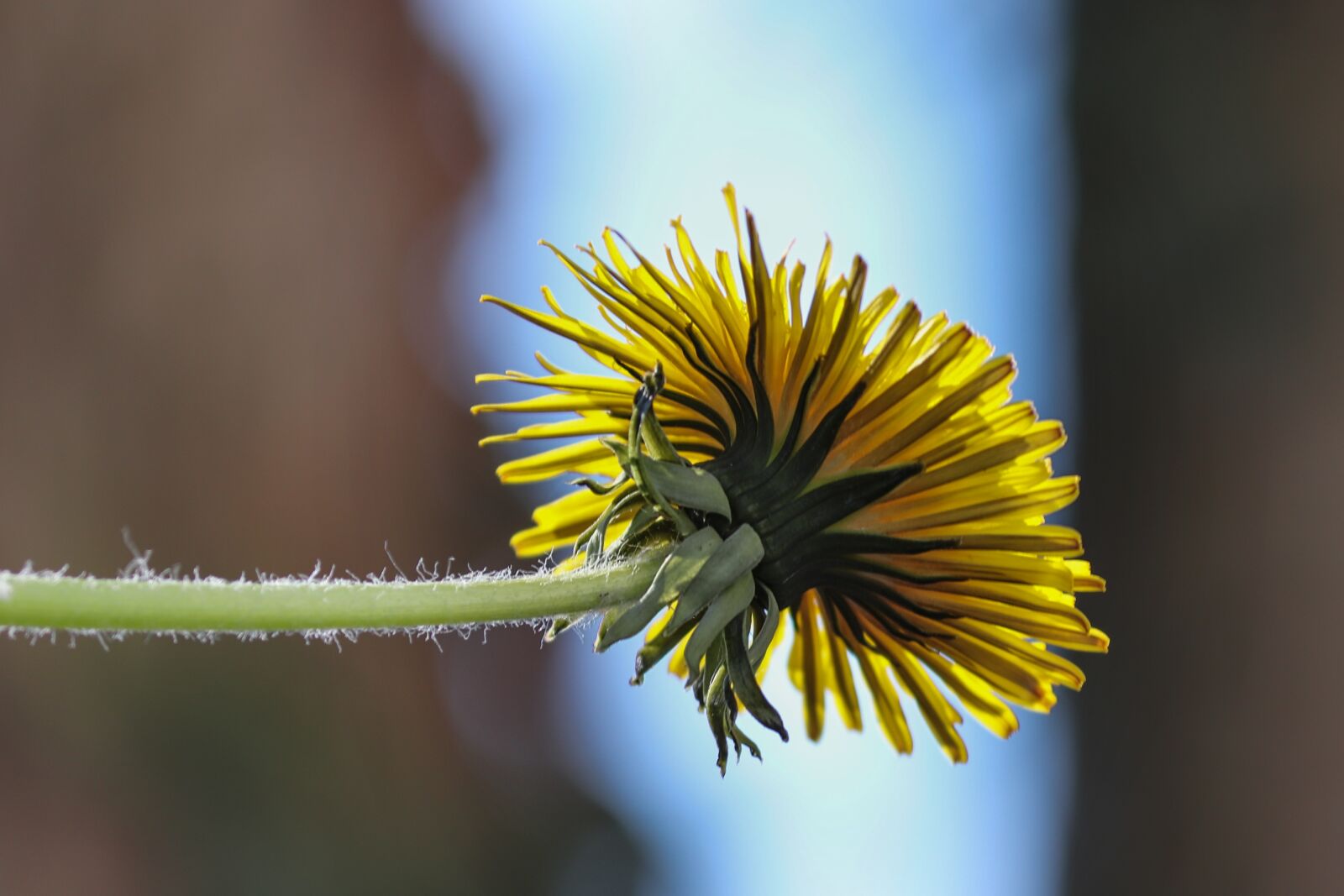 Canon EOS 200D (EOS Rebel SL2 / EOS Kiss X9) sample photo. Dandelion, blossom, bloom photography