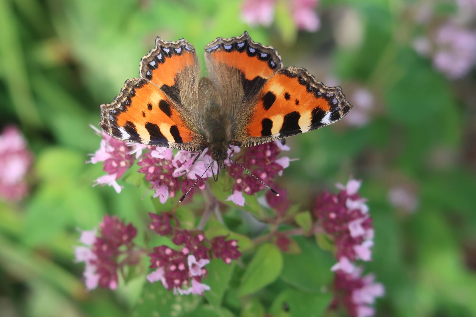 Canon PowerShot G7 X Mark II sample photo. Butterfly, insect, nature photography