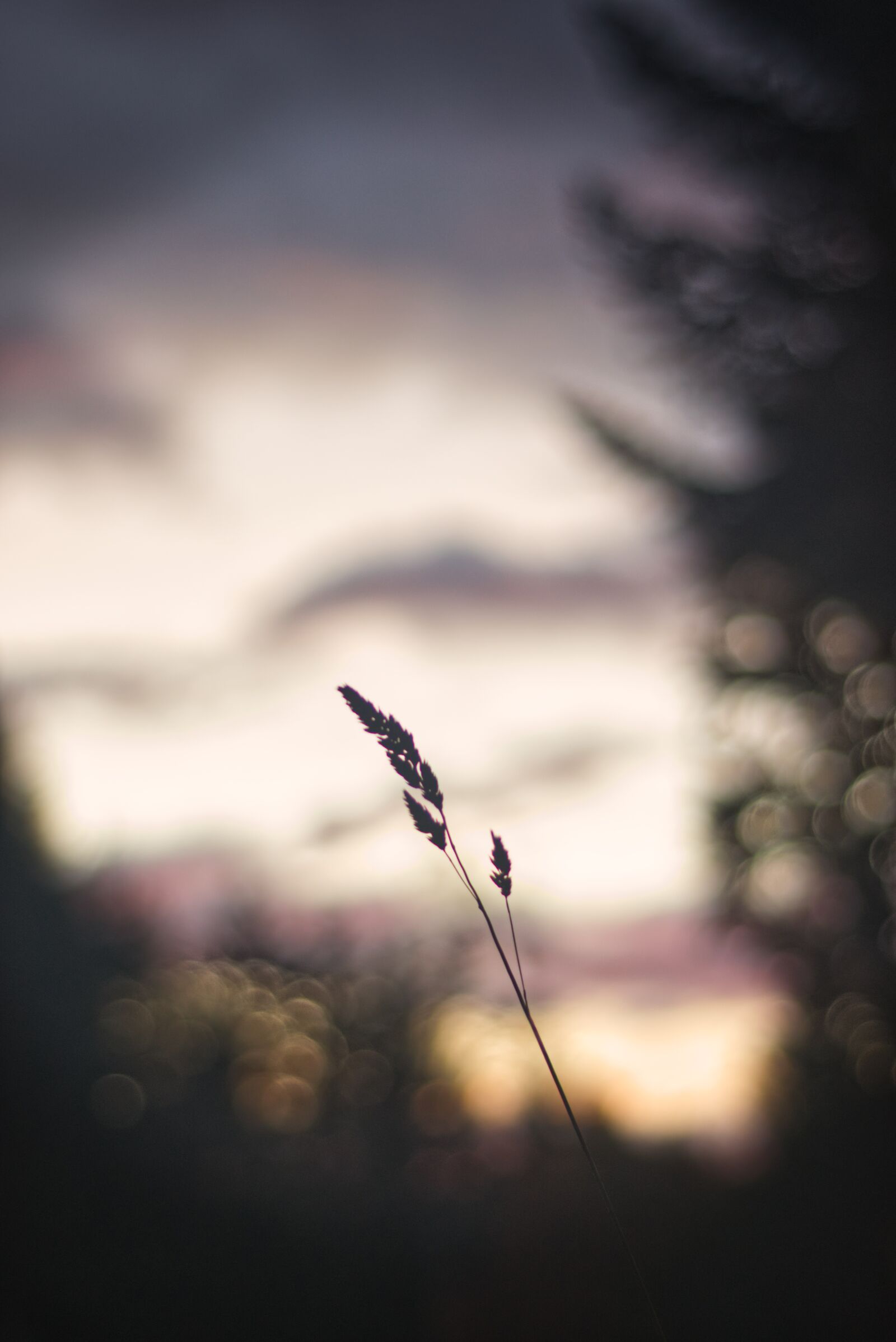 Nikon D5300 sample photo. Grass, sun, sunset photography