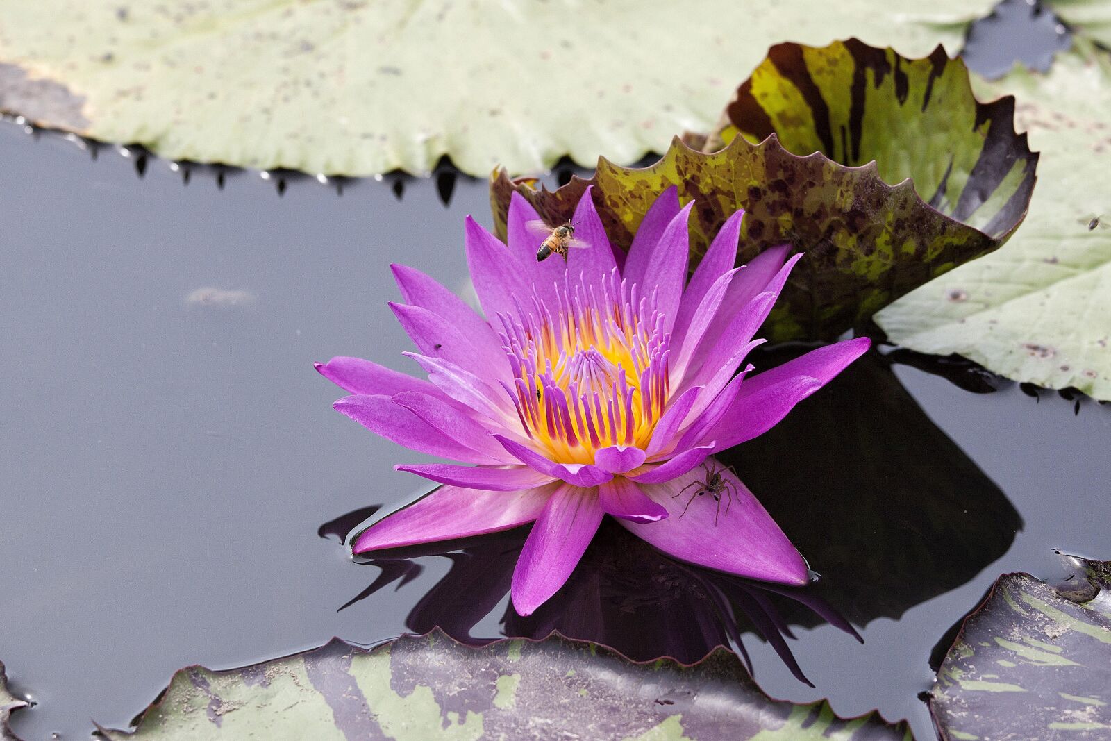 Canon EOS 500D (EOS Rebel T1i / EOS Kiss X3) sample photo. Flowering, nymphaea alba, aquatic photography