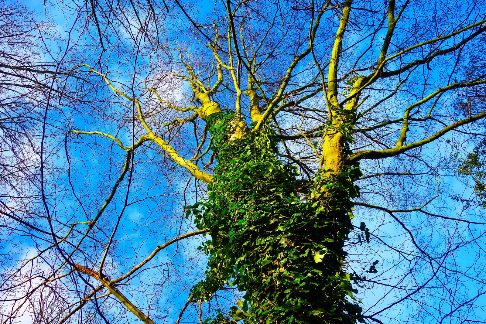 Sony Cyber-shot DSC-RX100 sample photo. Tree, trunk, ivy photography
