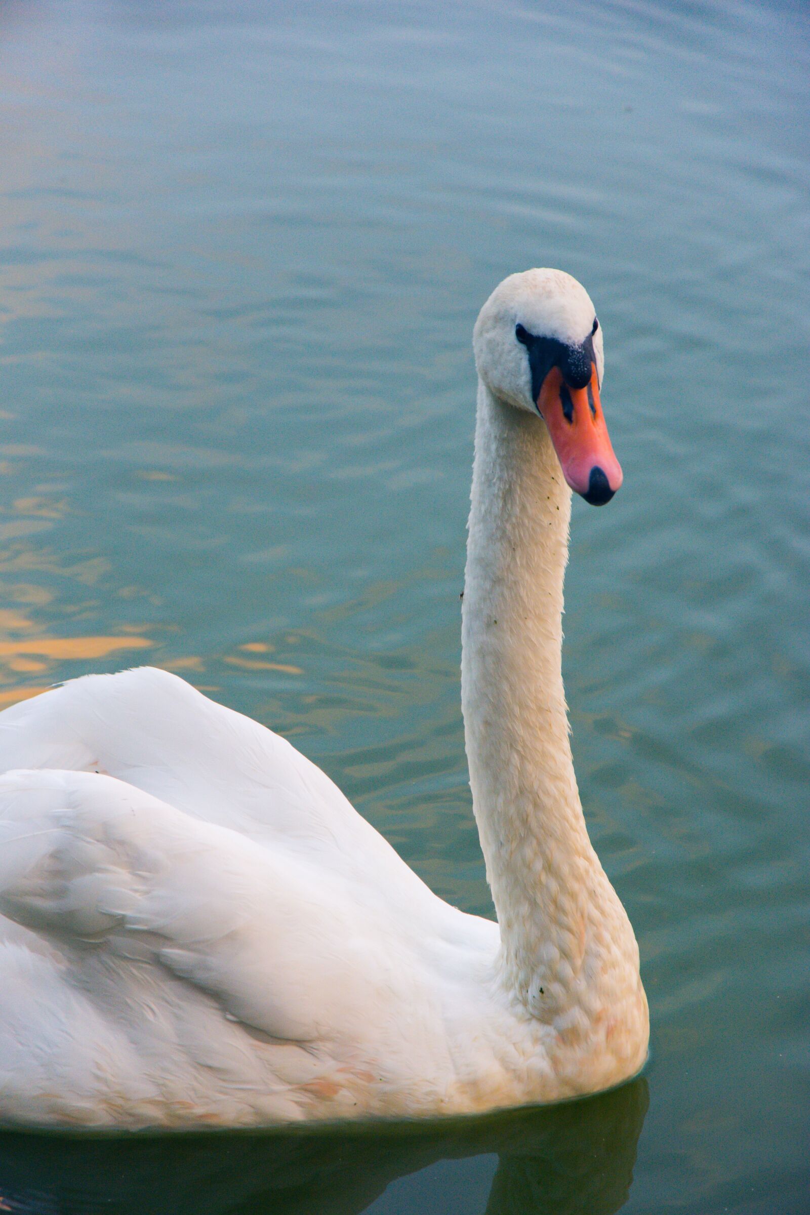 Nikon D5200 sample photo. Swan, bird, animal photography