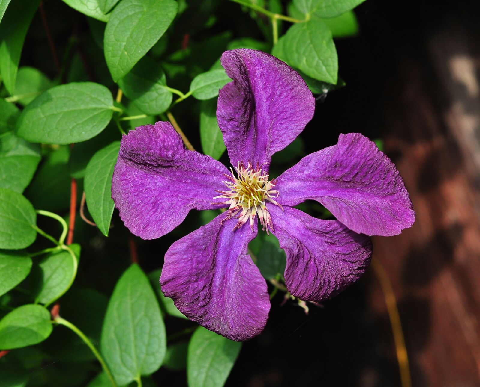 Nikon D90 sample photo. Clematis, flower, violet photography