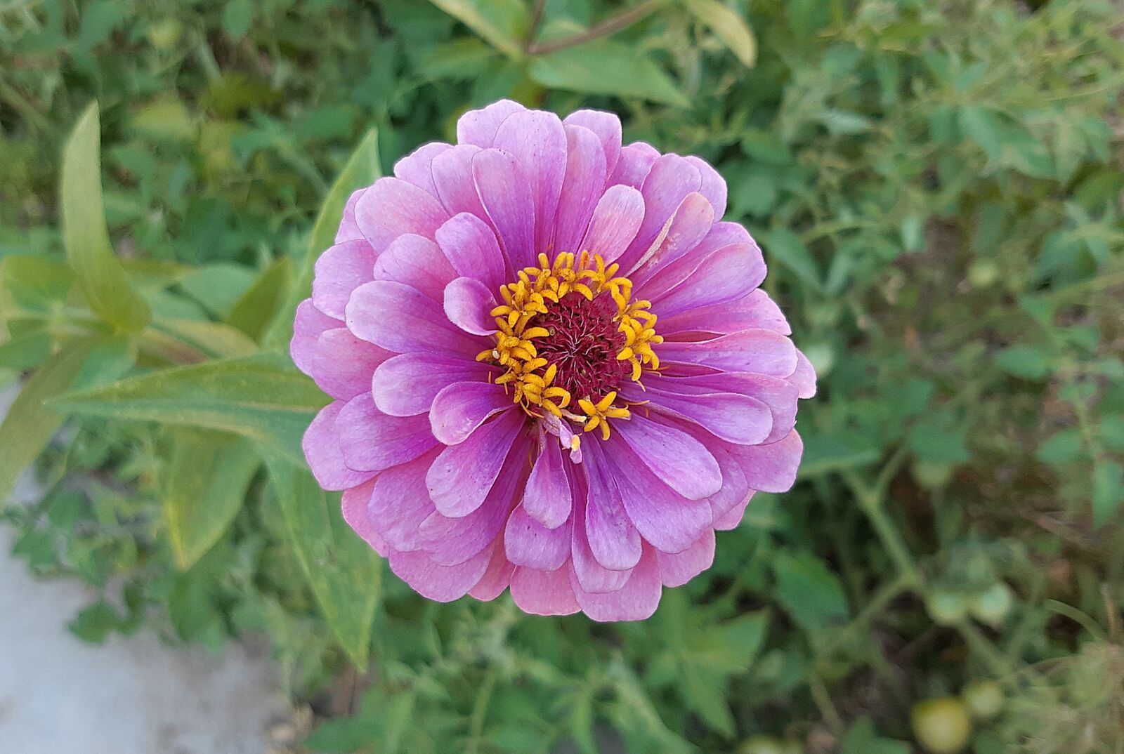 Samsung Galaxy A8(2018) sample photo. See flowers, purple, summer photography