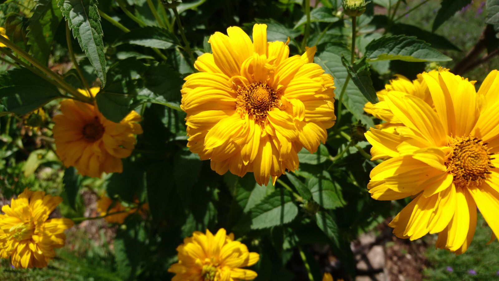 Sony Xperia X Compact sample photo. Asteraceae, composites, flower photography