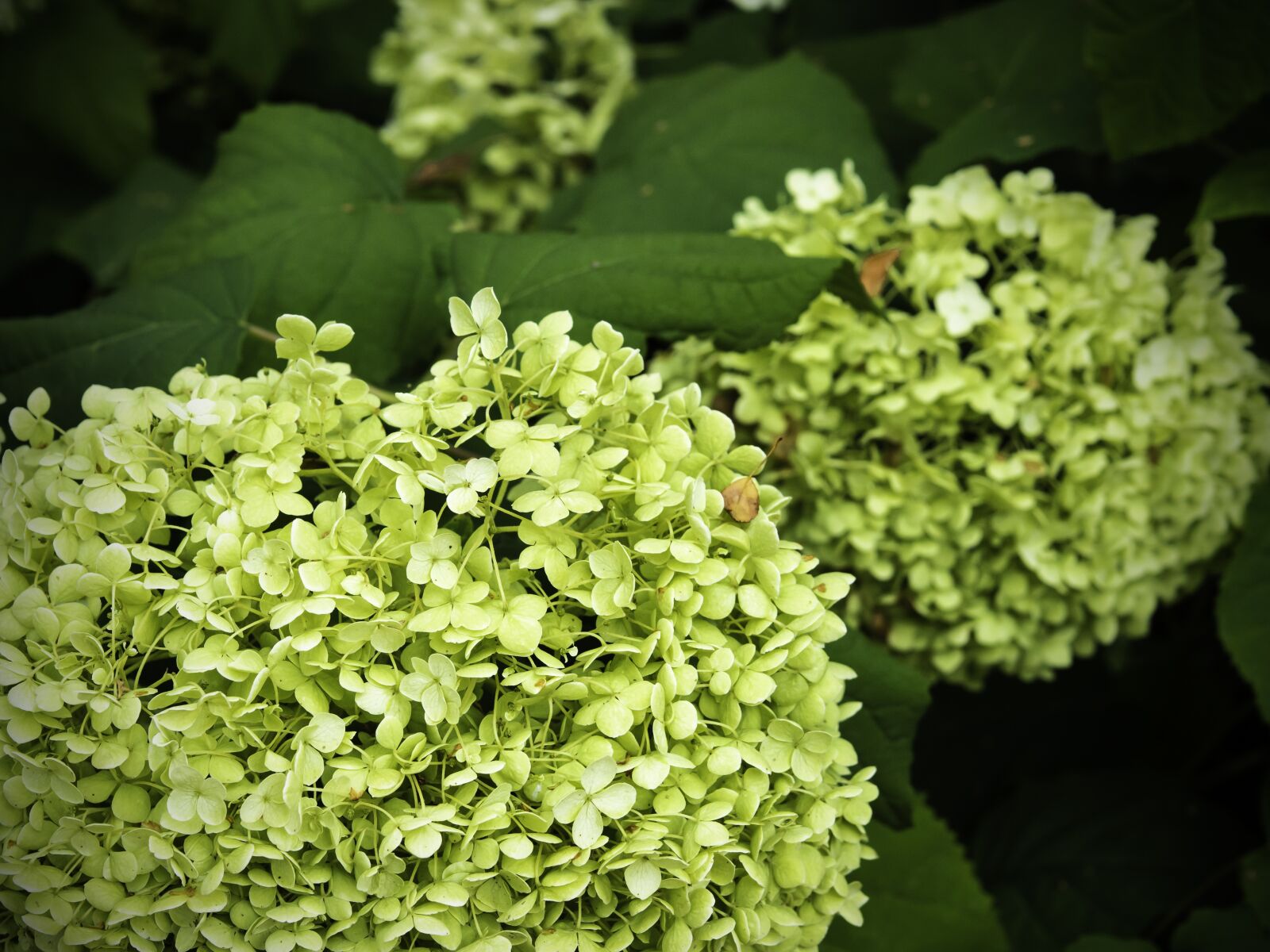 Olympus OM-D E-M10 II + Sigma 60mm F2.8 DN Art sample photo. Hydrangea, flower, lime colored photography