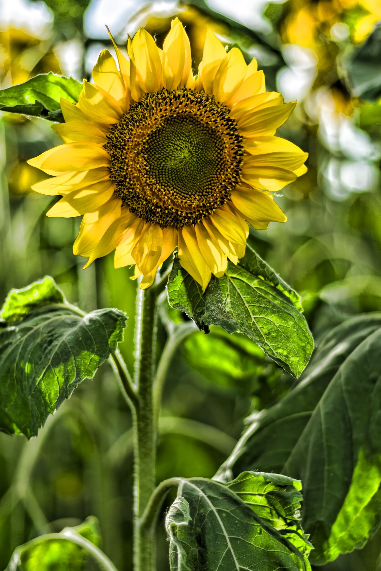Canon EOS 700D (EOS Rebel T5i / EOS Kiss X7i) + Canon EF 50mm F1.8 STM sample photo. Sunflower, garden, summer photography