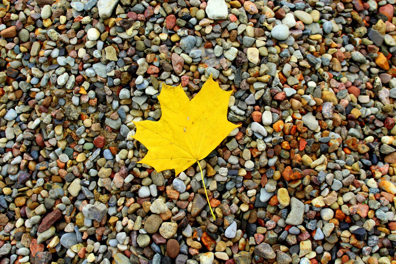 Canon EOS 1200D (EOS Rebel T5 / EOS Kiss X70 / EOS Hi) sample photo. Leaf, leaves, collapse photography