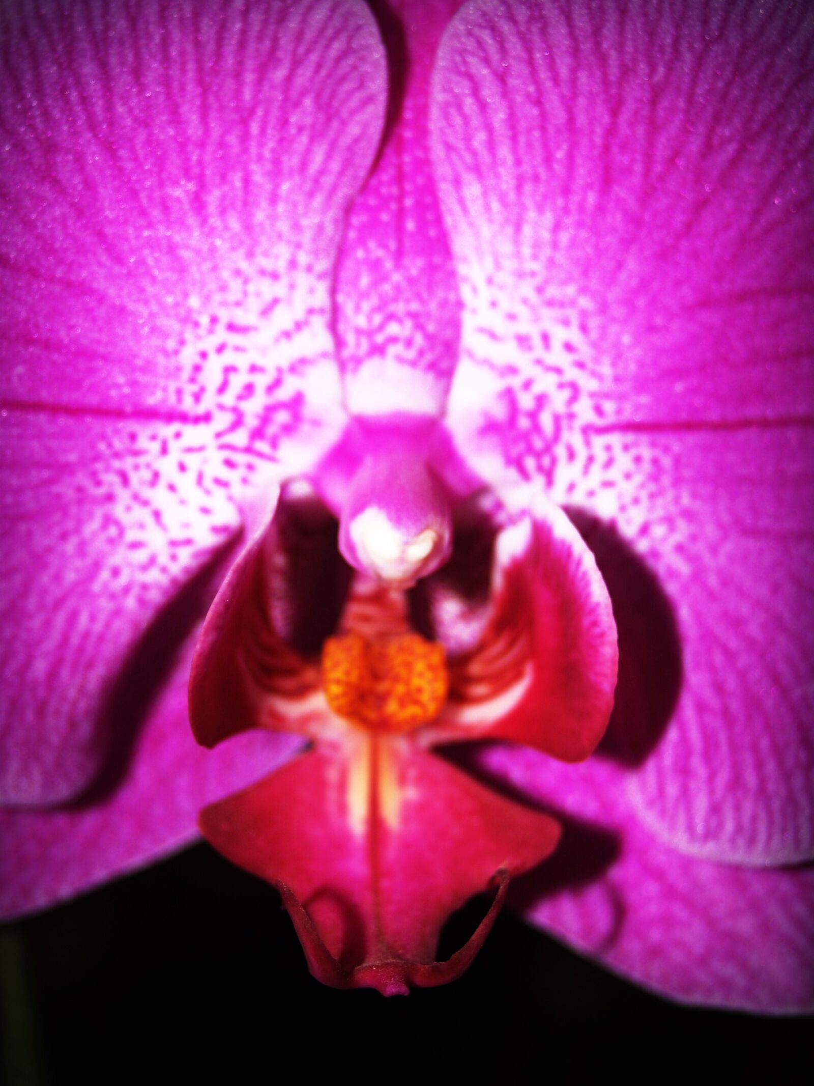 Olympus E-300 (EVOLT E-300) sample photo. Beauty, bloom, blossom, botany photography