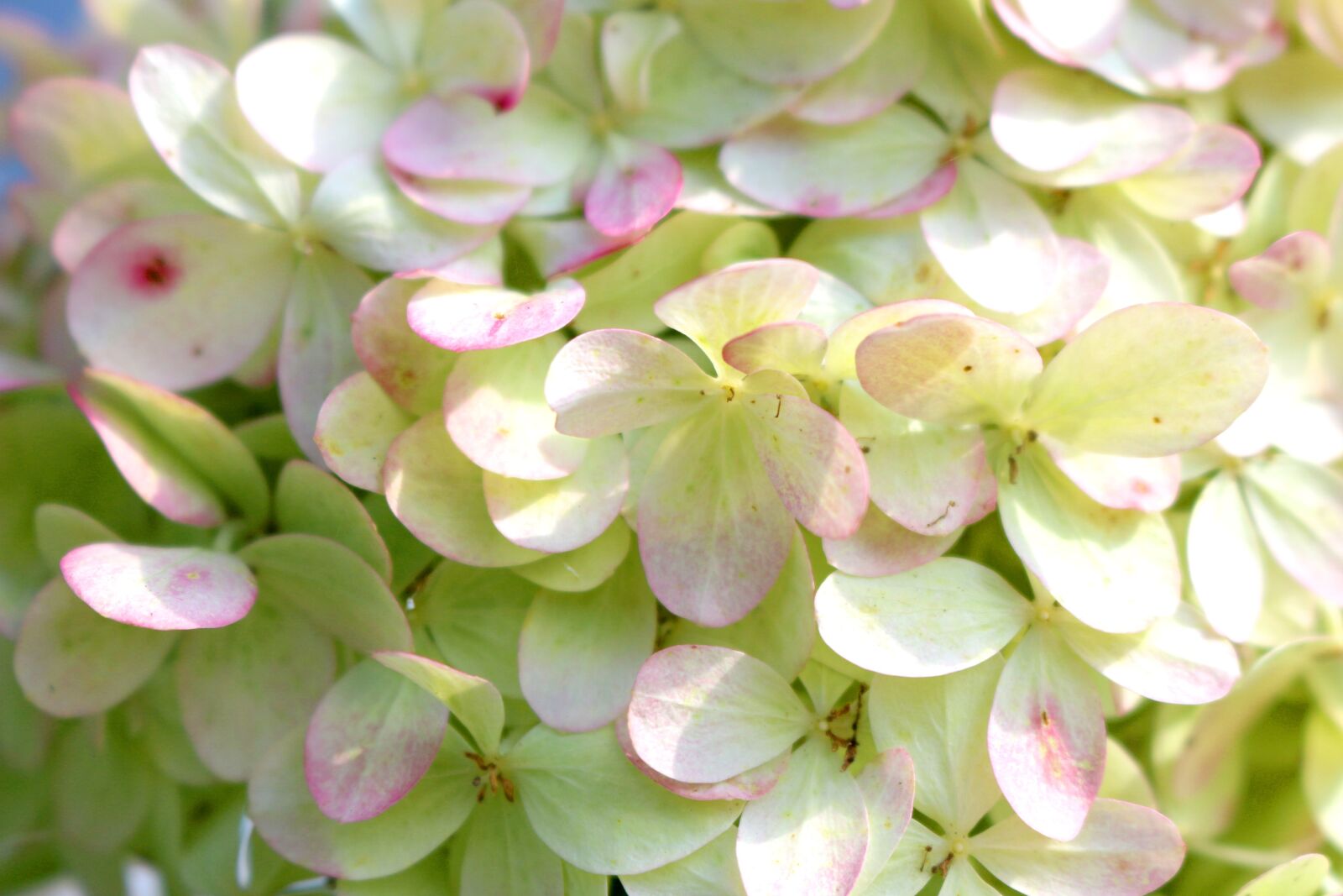 Canon EOS 700D (EOS Rebel T5i / EOS Kiss X7i) sample photo. Bl tenmeer, white pink photography