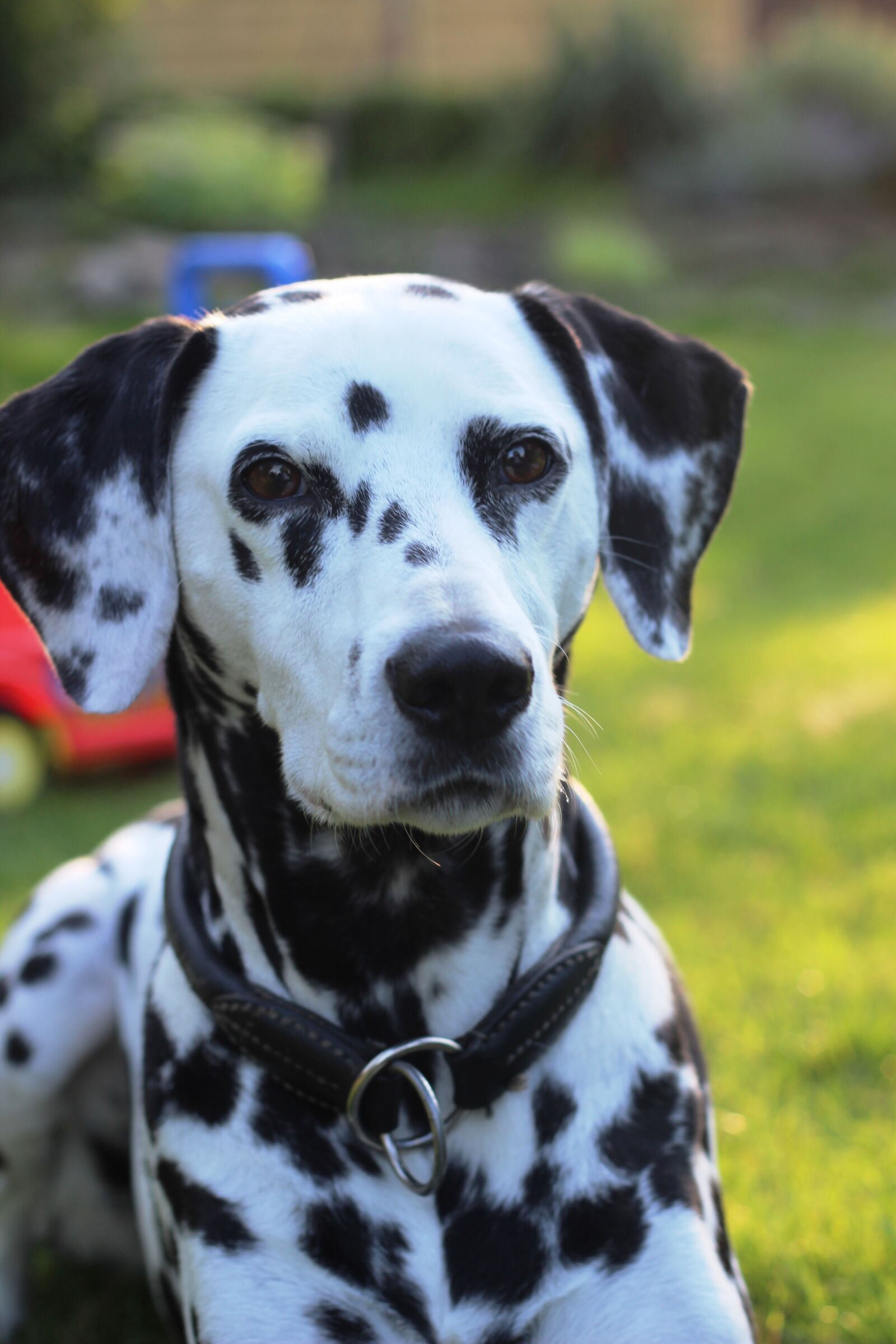 Canon EOS 600D (Rebel EOS T3i / EOS Kiss X5) + Canon EF 50mm F1.8 II sample photo. Dalmatians, dog, animal photography