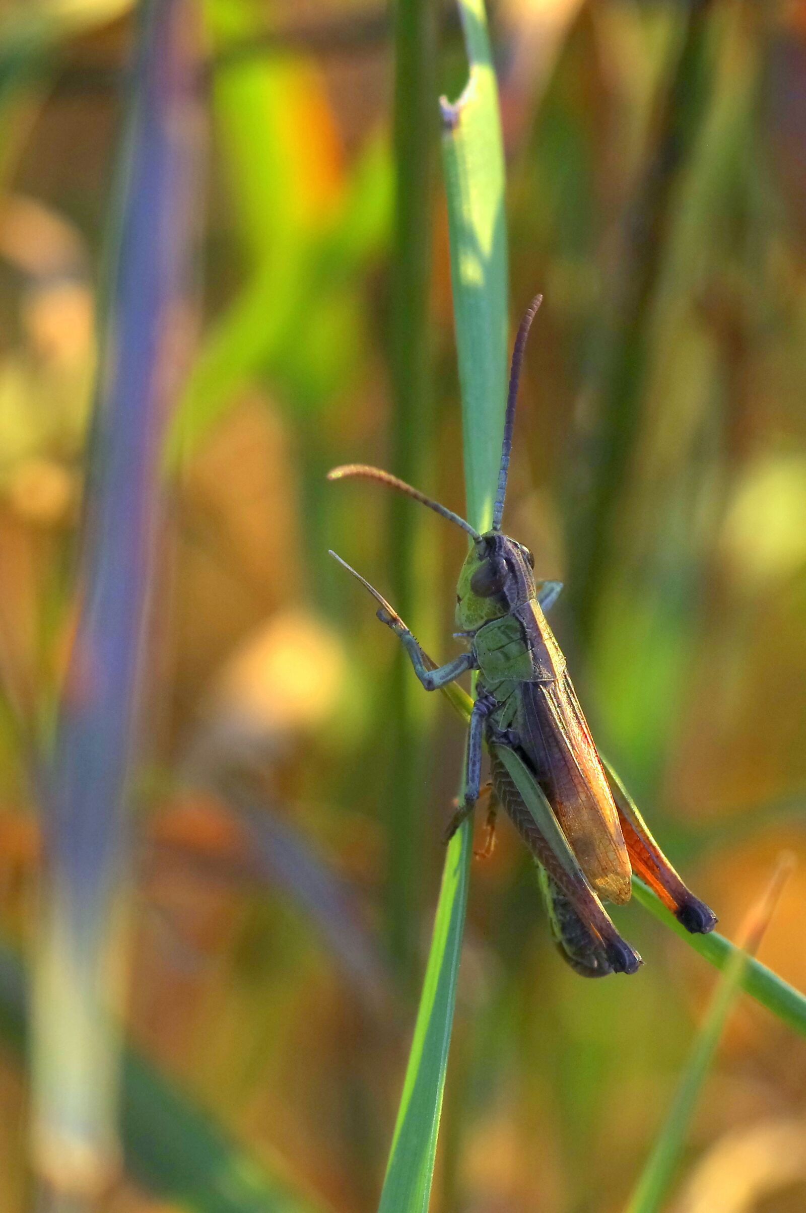 Pentax K-S2 sample photo. Cricket, tettigonia viridissima, insect photography