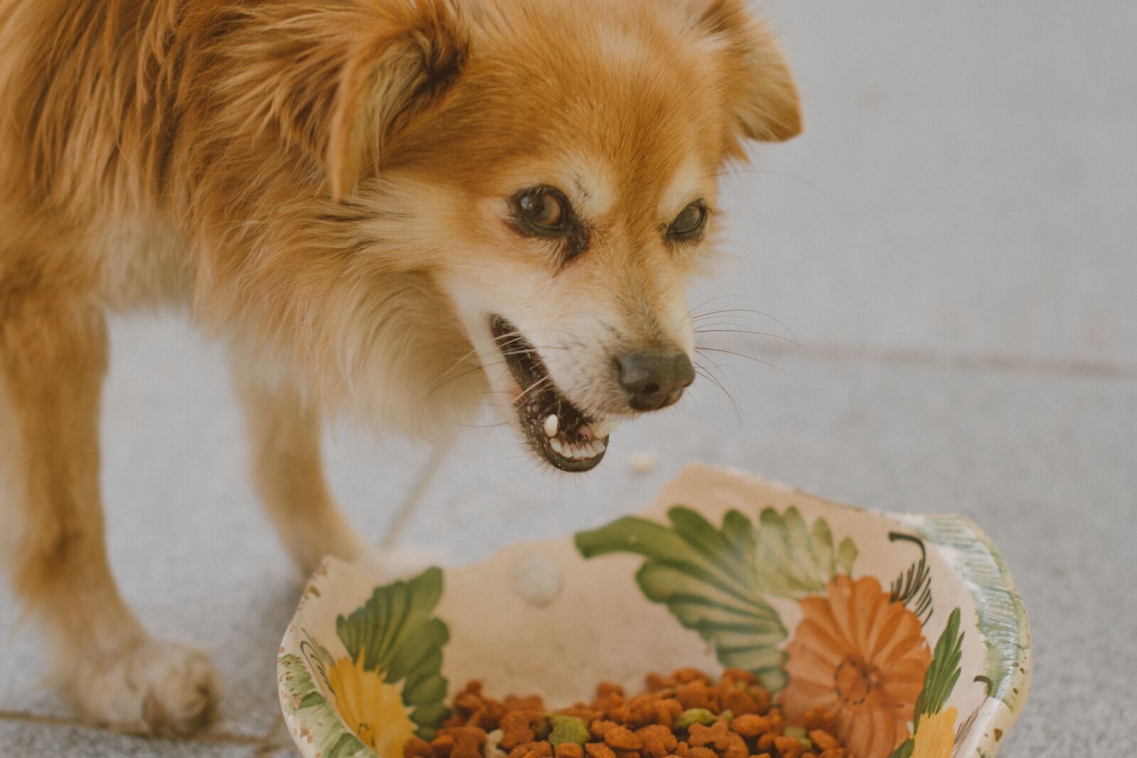 Nikon D7500 sample photo. Dog, cão, cachorro photography