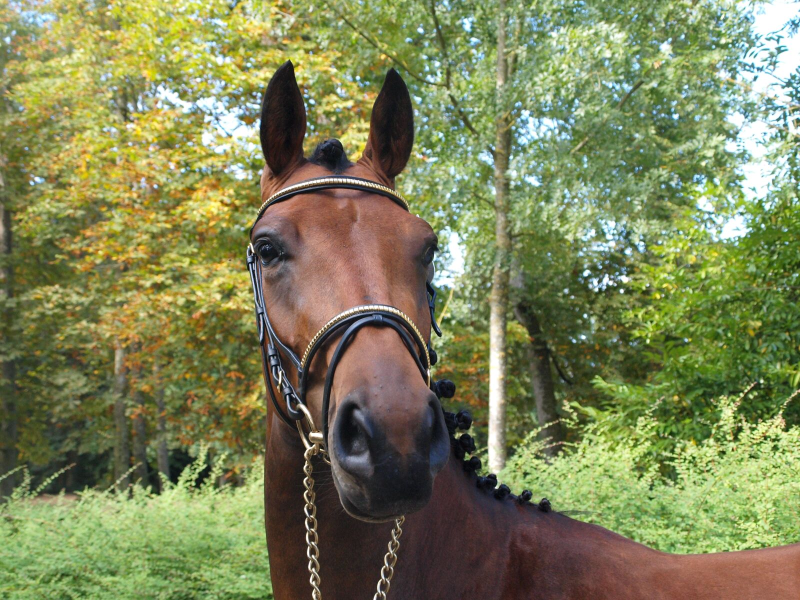Olympus E-420 (EVOLT E-420) sample photo. Mare, horse, contest photography