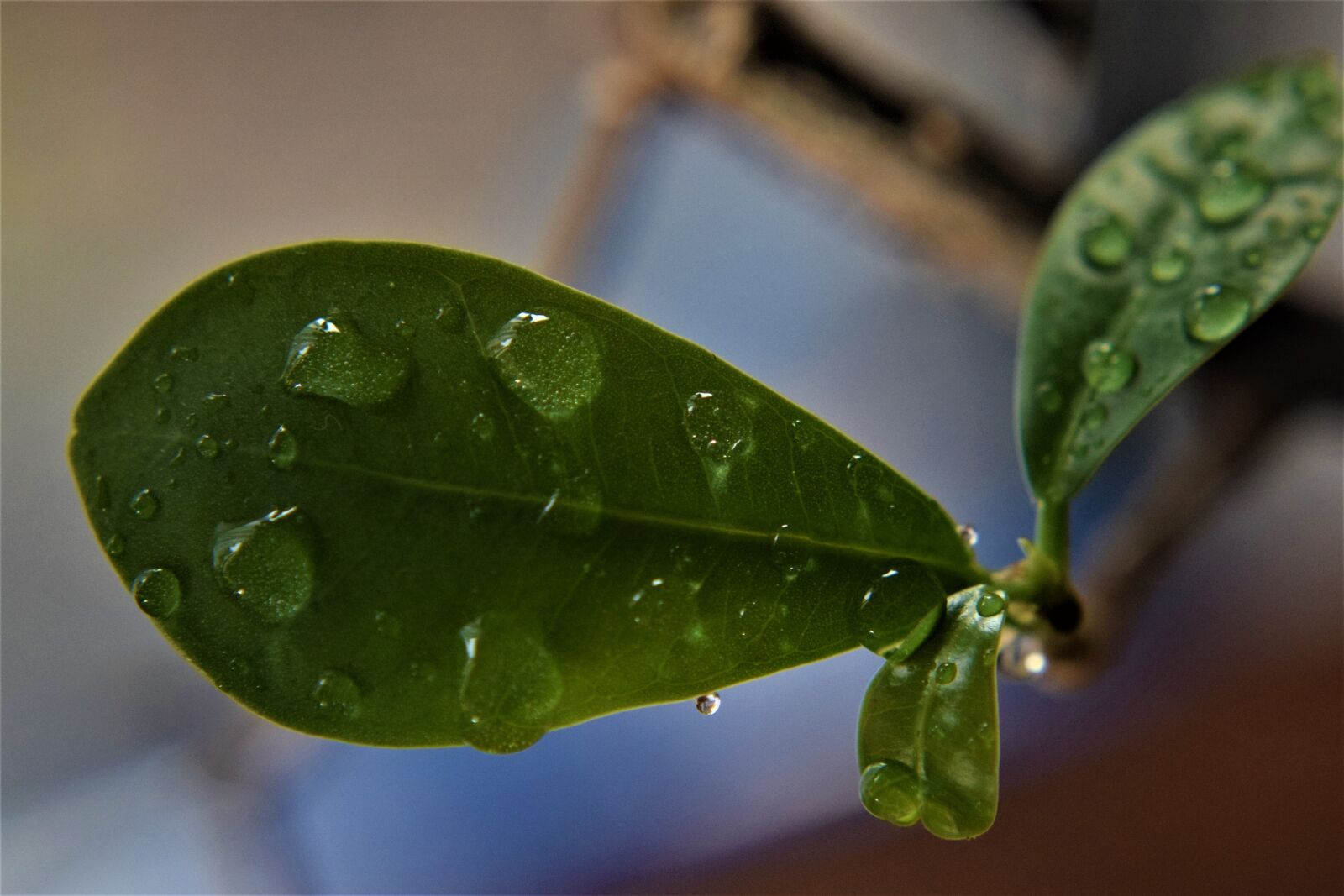 Nikon D3300 sample photo. Leaf, rain drops, dew photography