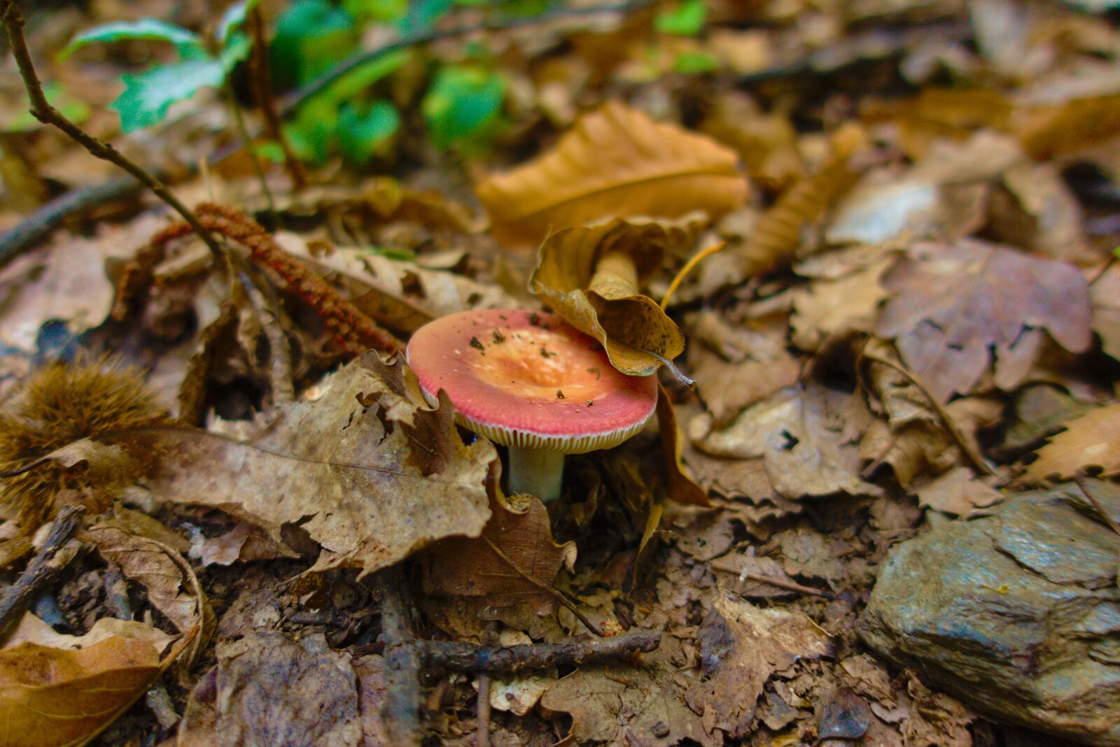 Sony DSC-RX100M5A sample photo. Fungus, fall, russula photography