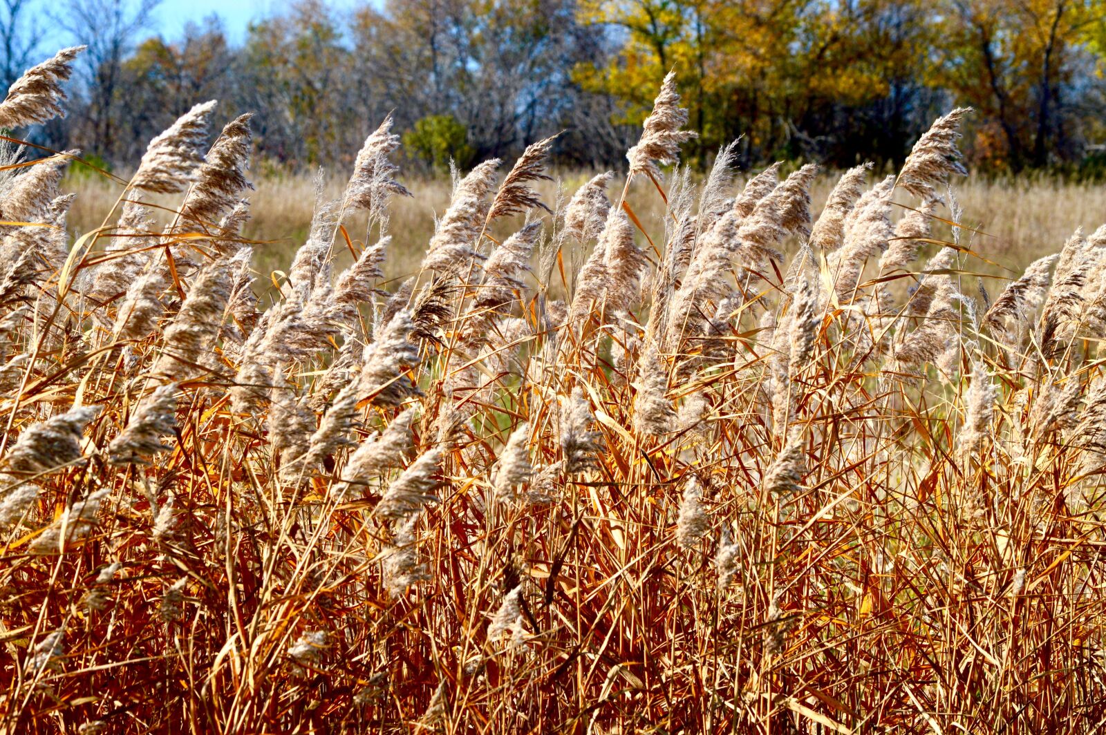 Nikon D3200 sample photo. Grass, wheat, nature photography