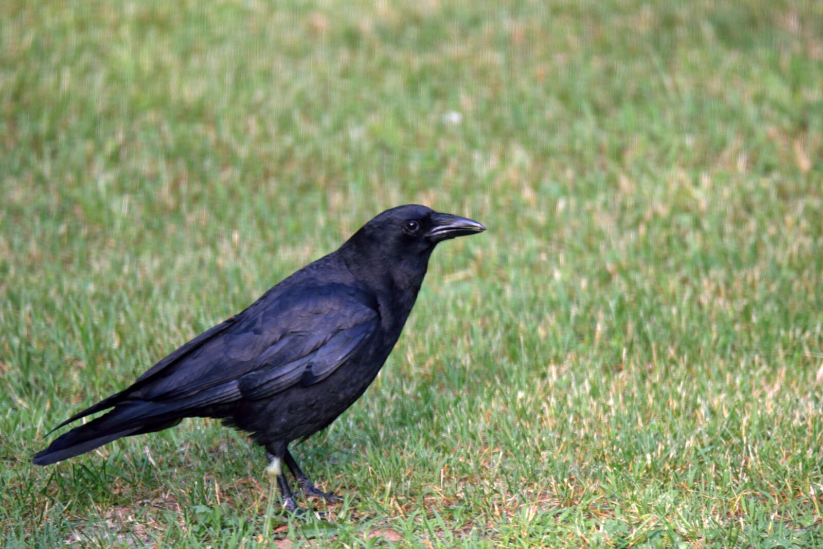 Nikon D5300 sample photo. Bird, black, crow photography