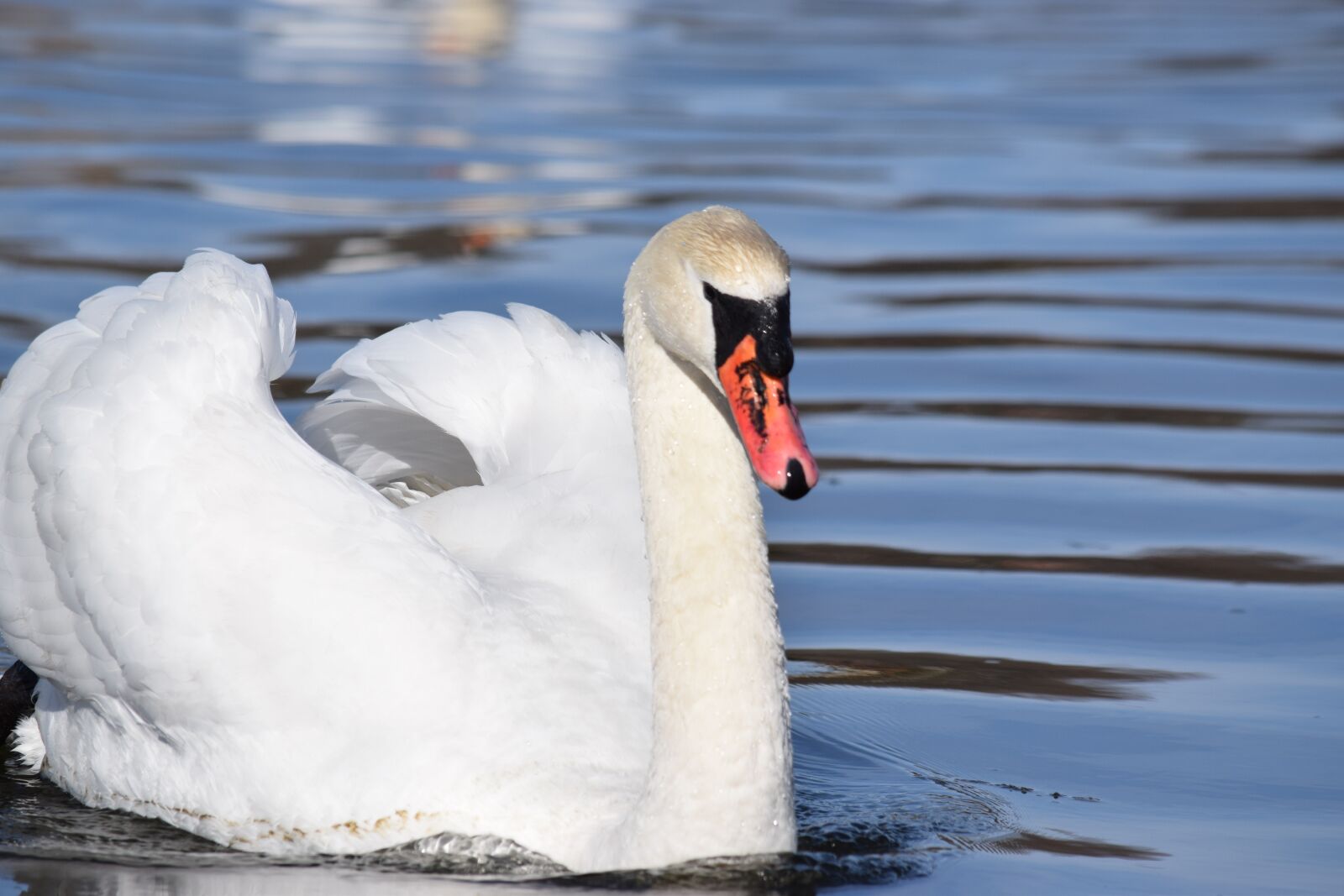 Nikon D5300 sample photo. Swans, body of water photography