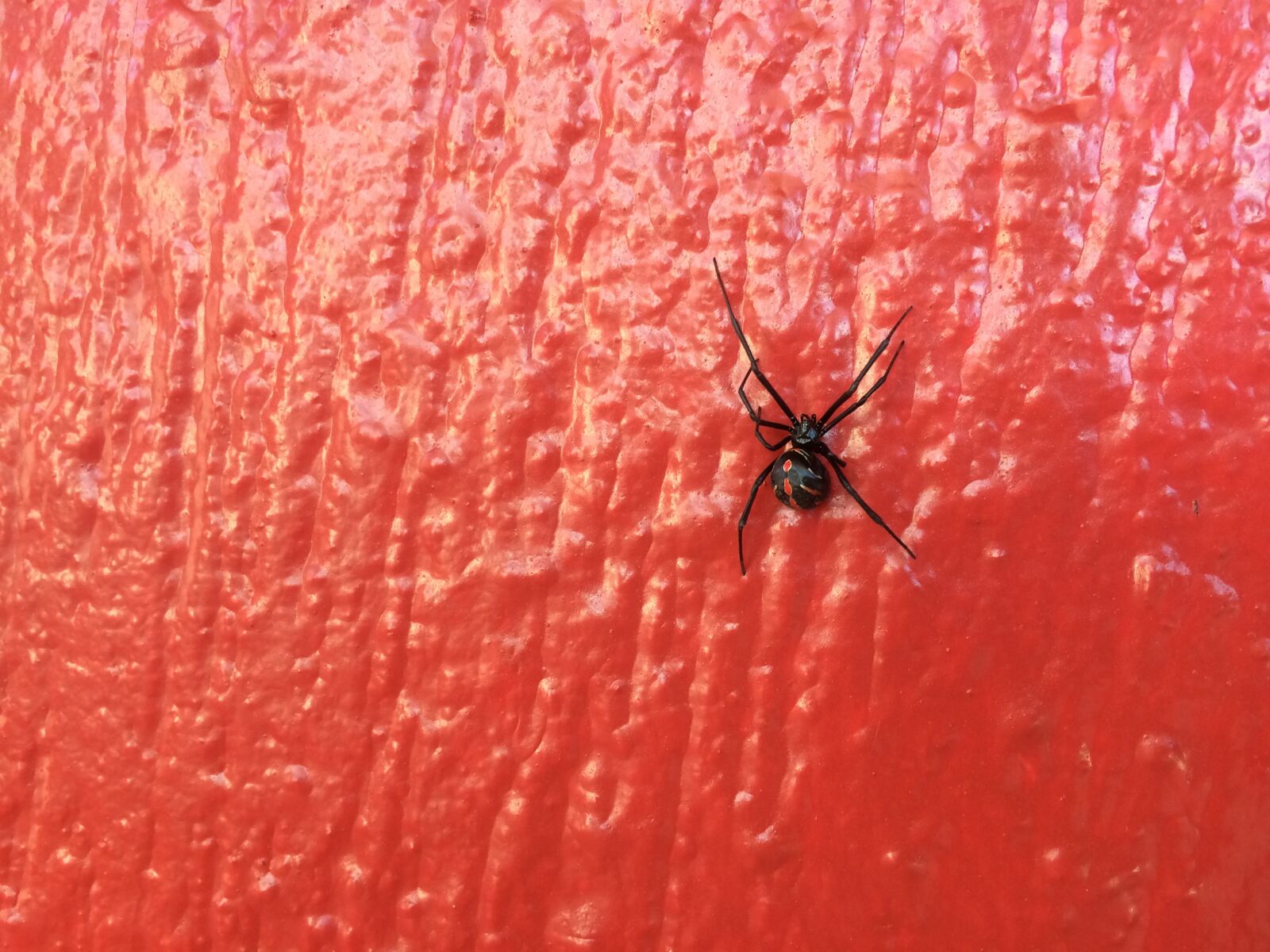 iPhone 5s back camera 4.15mm f/2.2 sample photo. Spider, capulina, fauna photography