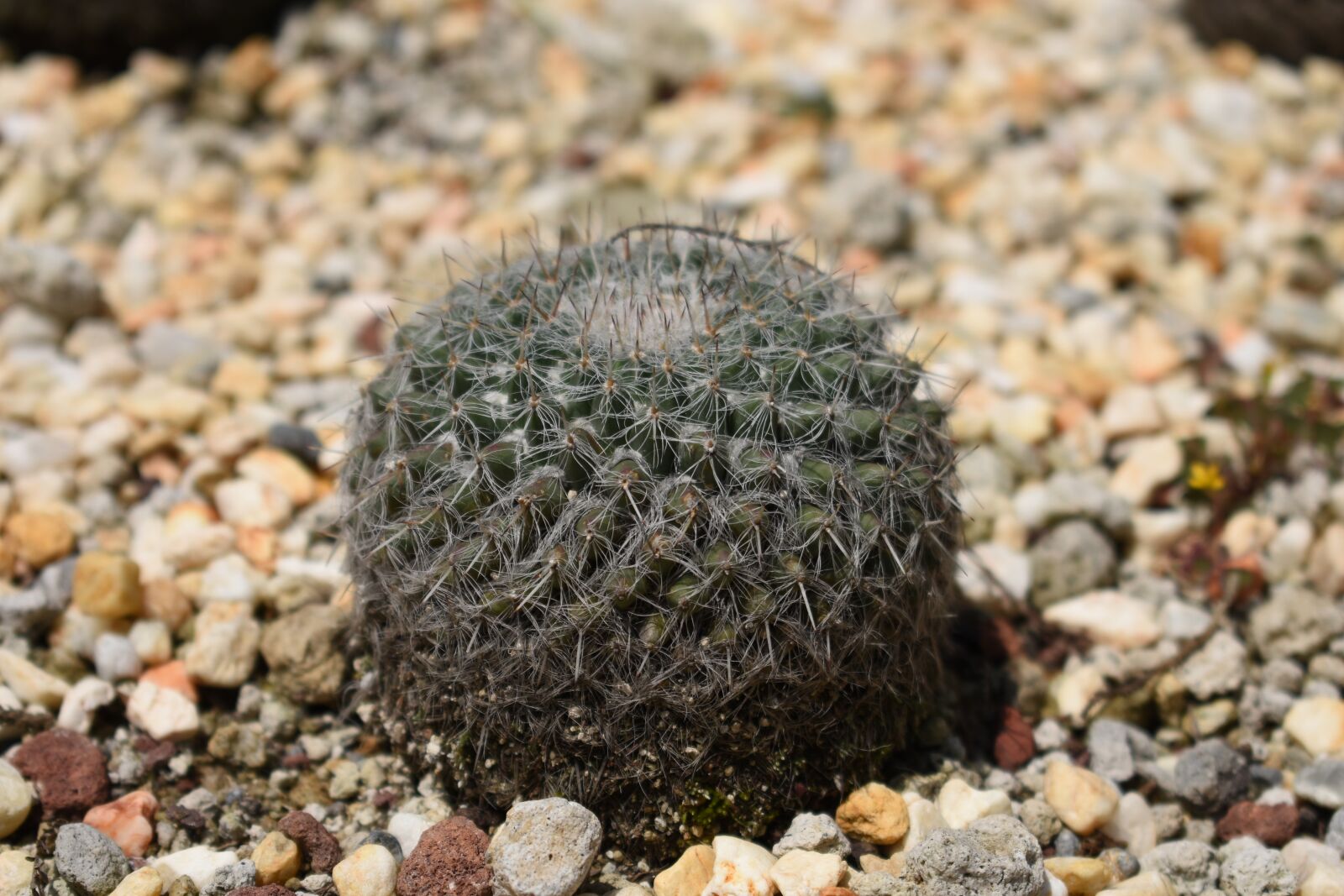 Nikon D3400 sample photo. Cactus, desert, botanical photography
