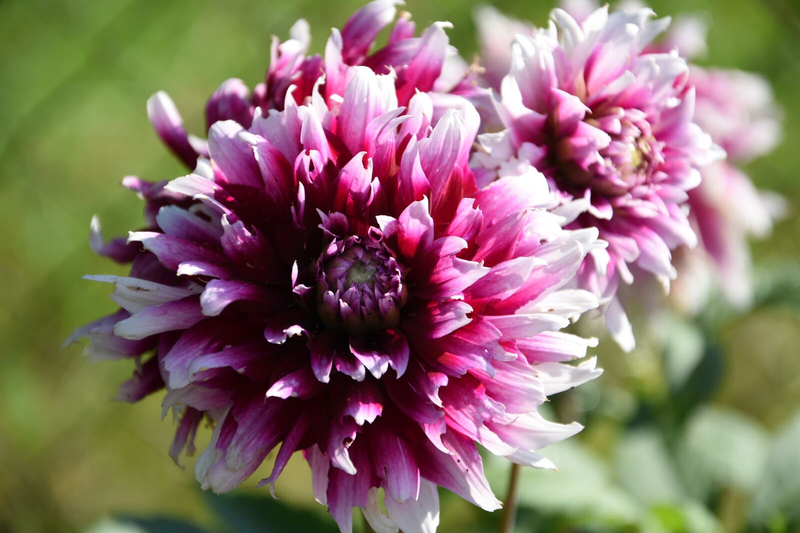 Nikon D5500 sample photo. Flower, blossom, bloom photography