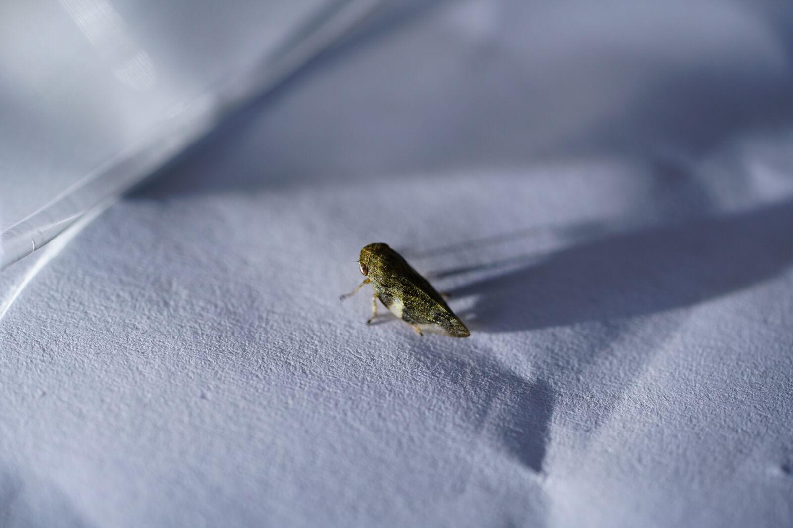 Sony a7R II + Sony FE 90mm F2.8 Macro G OSS sample photo. Cicada, issus coleoptratus, k photography