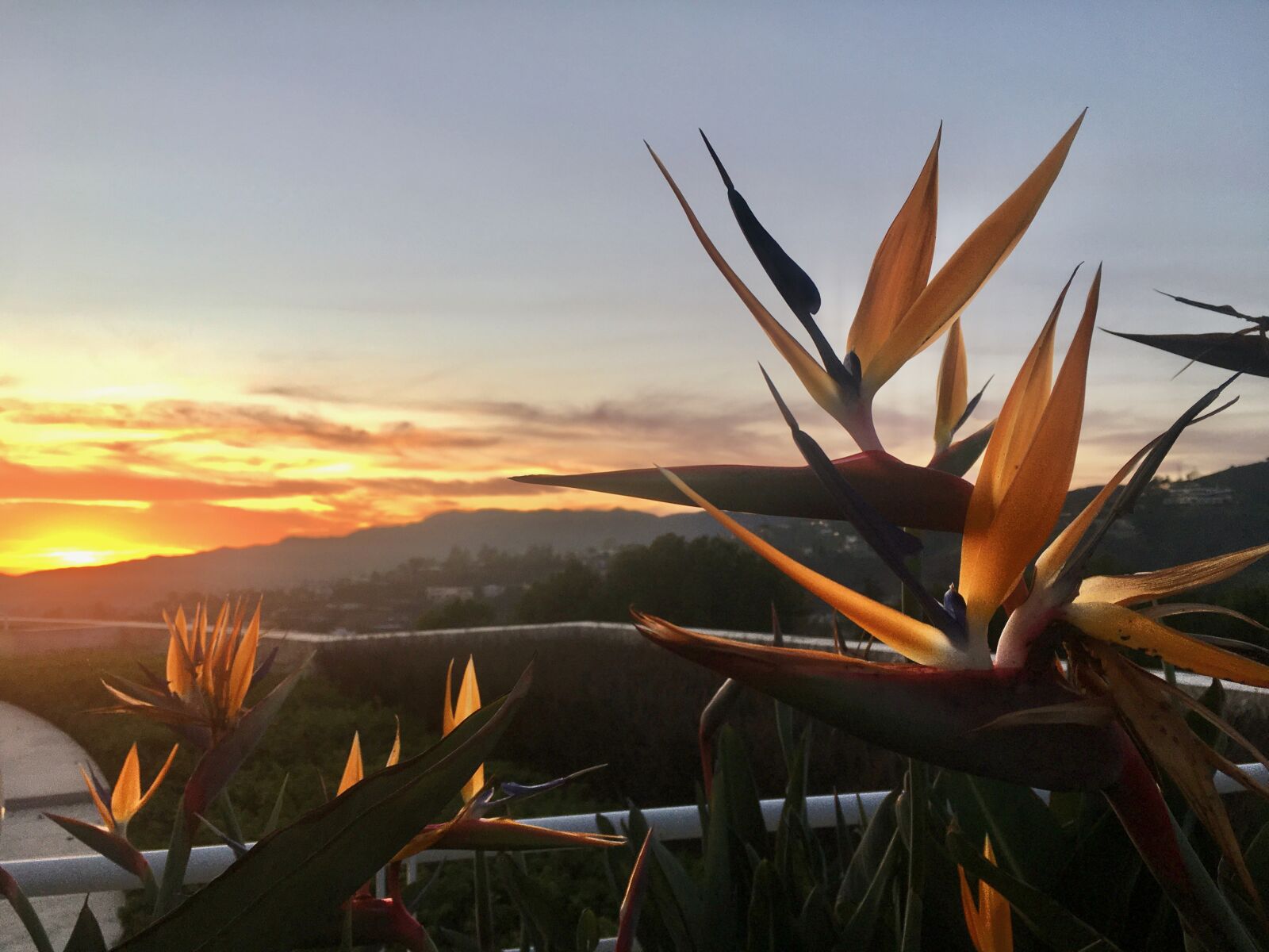 Apple iPhone 6s sample photo. Sunset, flower, orange photography