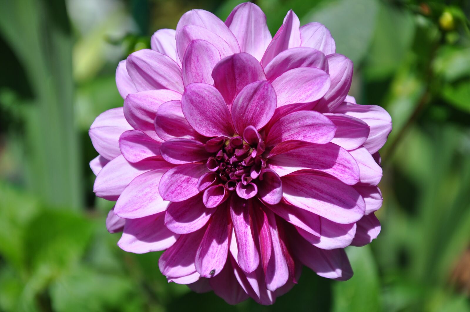 Nikon D90 sample photo. Dahlia, flower, petals purple photography