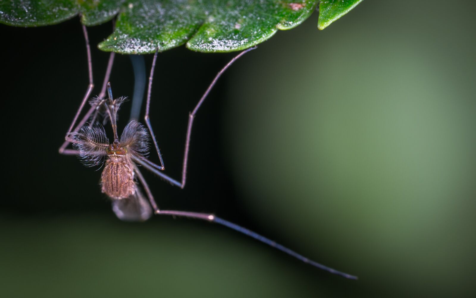 #124 65/2.8 sample photo. Insect, nature, bespozvonochnoe photography