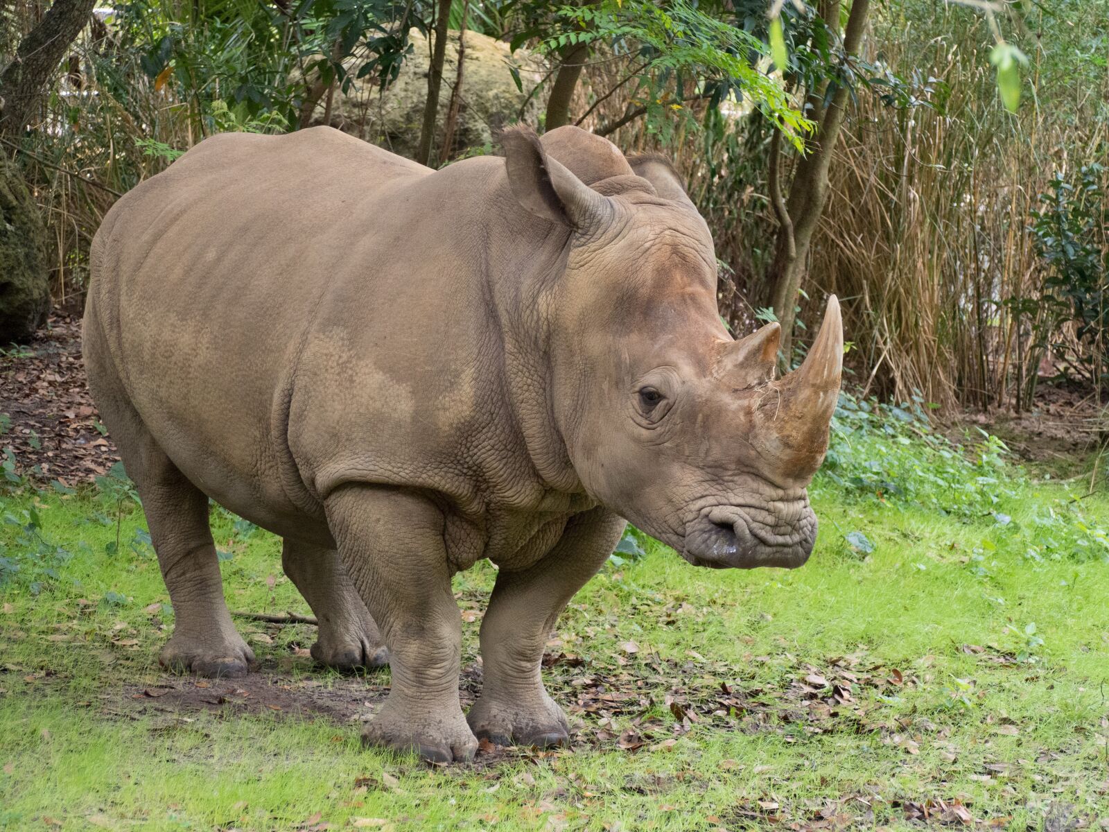Olympus OM-D E-M10 II sample photo. Rhino, zoo, rhinoceros photography