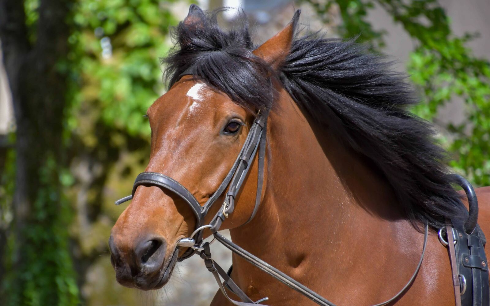 Nikon D500 sample photo. Cavalry, horse, head, animal photography