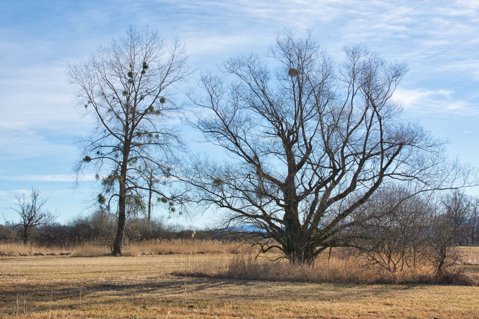 Nikon D7100 sample photo. Trees, kahl, autumn photography