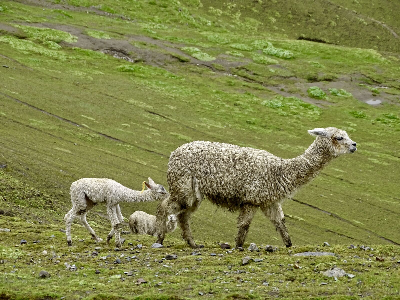 Sony Cyber-shot DSC-HX350 sample photo. Peru, alpaca, animal photography
