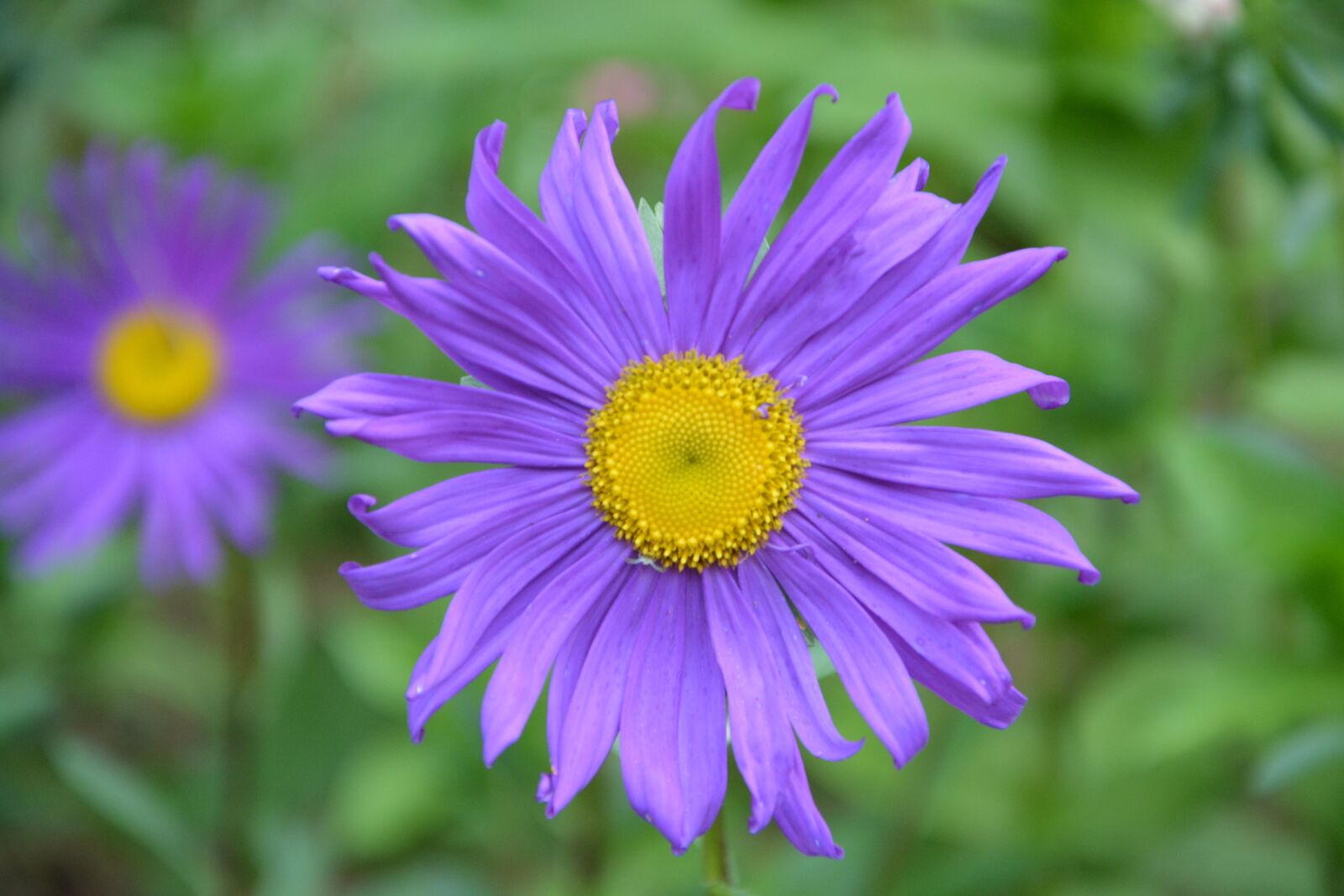 Nikon D5200 sample photo. Flowers, daisies purple, bouquet photography