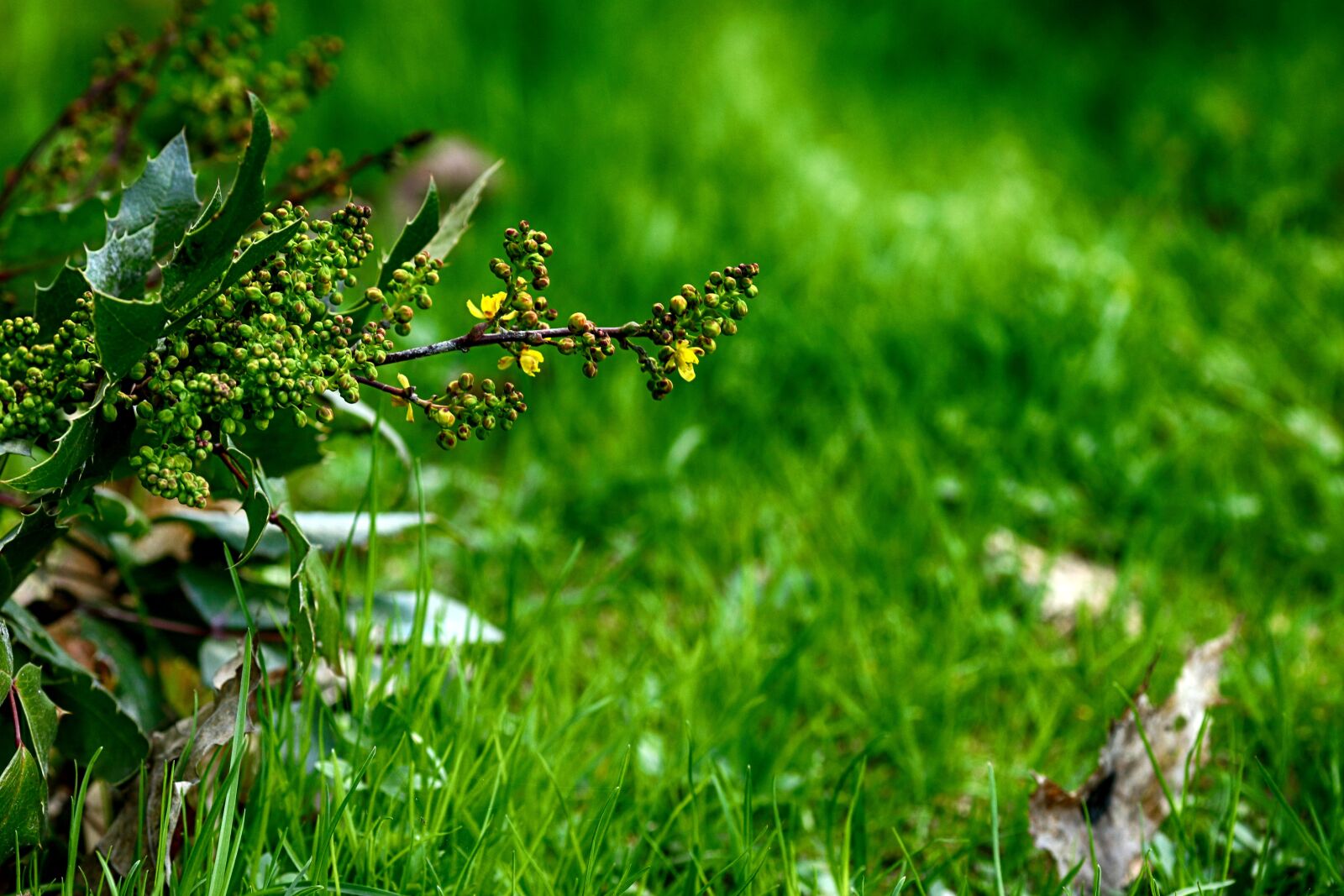 Canon EOS 7D Mark II + Canon EF 135mm F2L USM sample photo. Grass, leaf, nature photography