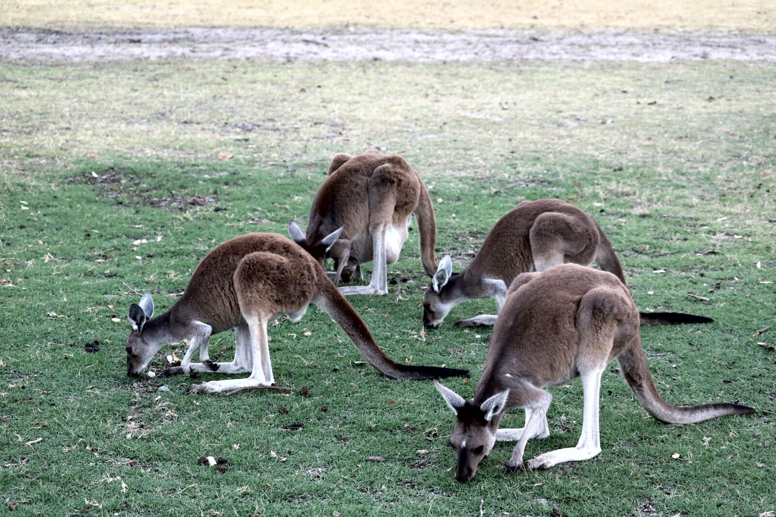 Canon EOS 750D (EOS Rebel T6i / EOS Kiss X8i) sample photo. Australia, kangaroo, nature photography