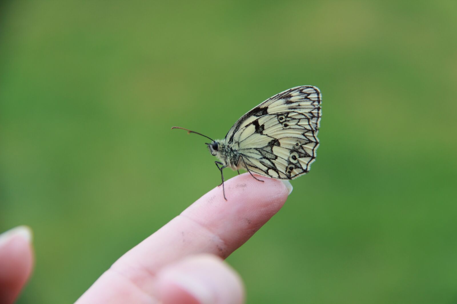 Canon EF-S 18-200mm F3.5-5.6 IS sample photo. Butterfly, half-mourning, insect photography